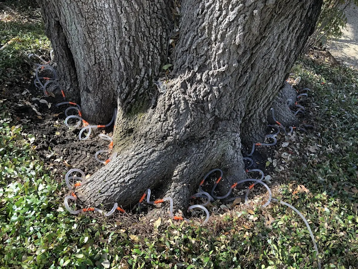 Detailed Shrub and Hedge Trimming job site in Lena