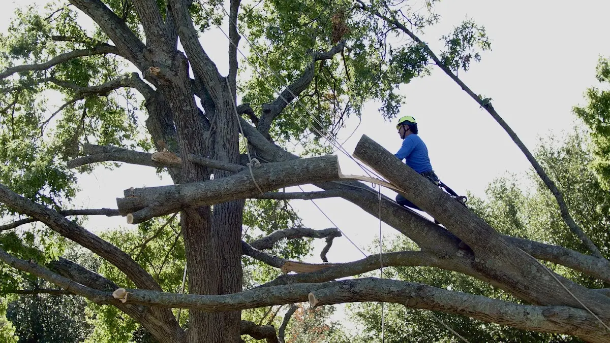 Professional Hazardous Tree Removal performed by certified arborists in Lena