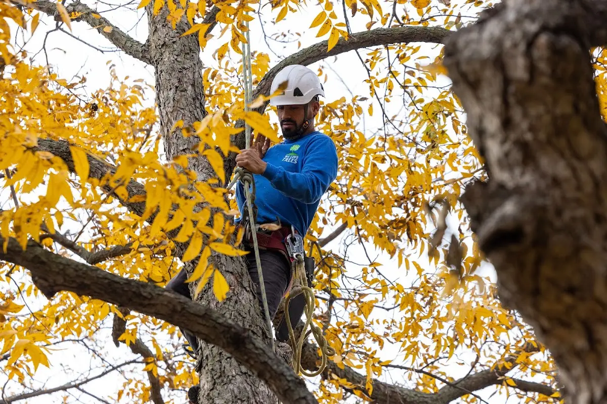 Skilled Tree Trimming crew working in Lena
